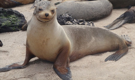 Galapagos Island Volunteeer Work